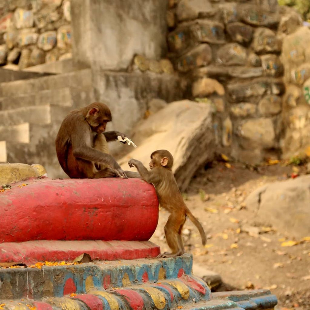 Kathmandu, Nepal #monkeytemple #monkey #kathmandu #nepal #photography #photo #travel #instatrip #tourist #instaphoto #visiting #travelphoto&hellip;