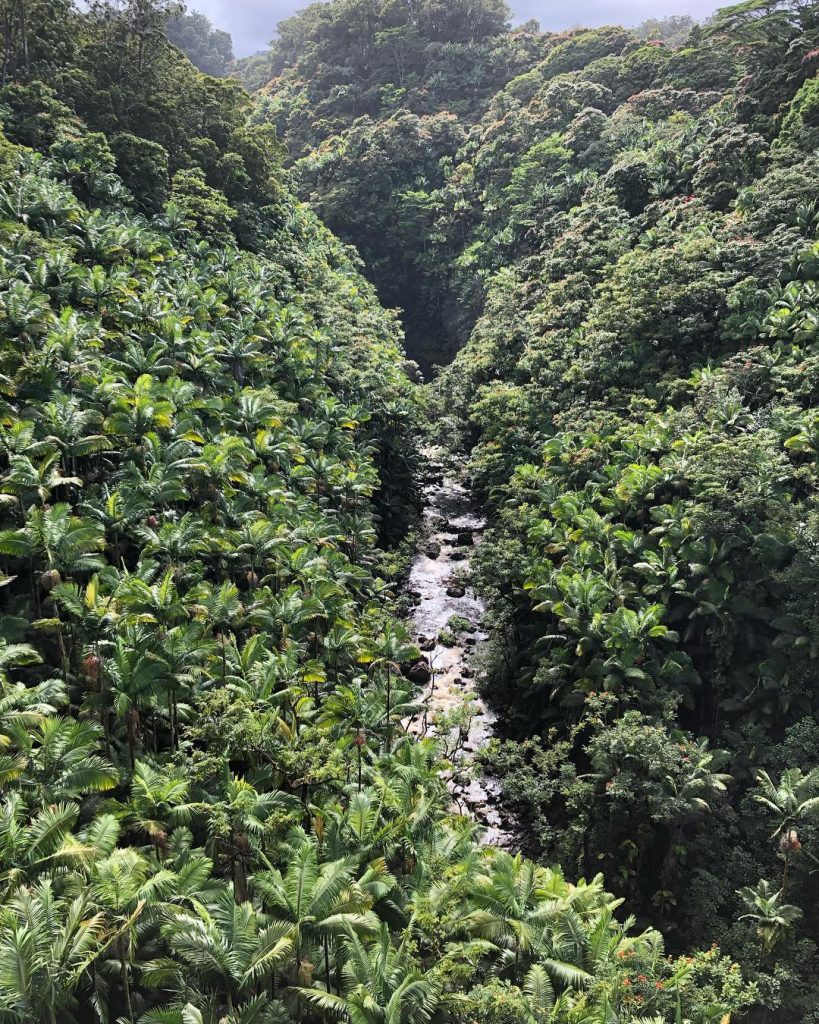 “The Rain Forest did not tolerate frailty of body or mind. Show your weakness,&hellip;