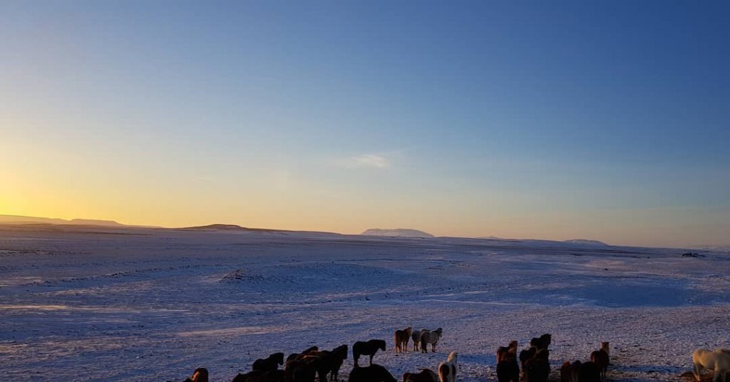 Traveling horses #iceland???????? #iceland #goldencircle #horse #icelandhorse #travelphotography #traveling #travelgram #travel #trip #voyage #sunlight…