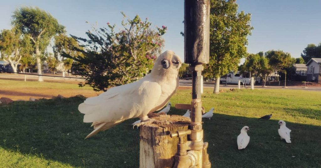 Unser Campingplatz ist das Zuhause vieler Kakadus Richtig frech hat sich einer über mir&hellip;