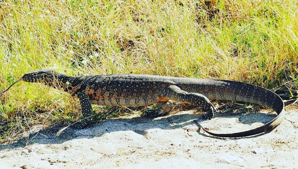 Free and wild #travel #worldwide #bucketlist #smallworld #nature #love #instagood #photography #animal #dragon #beautiful&hellip;