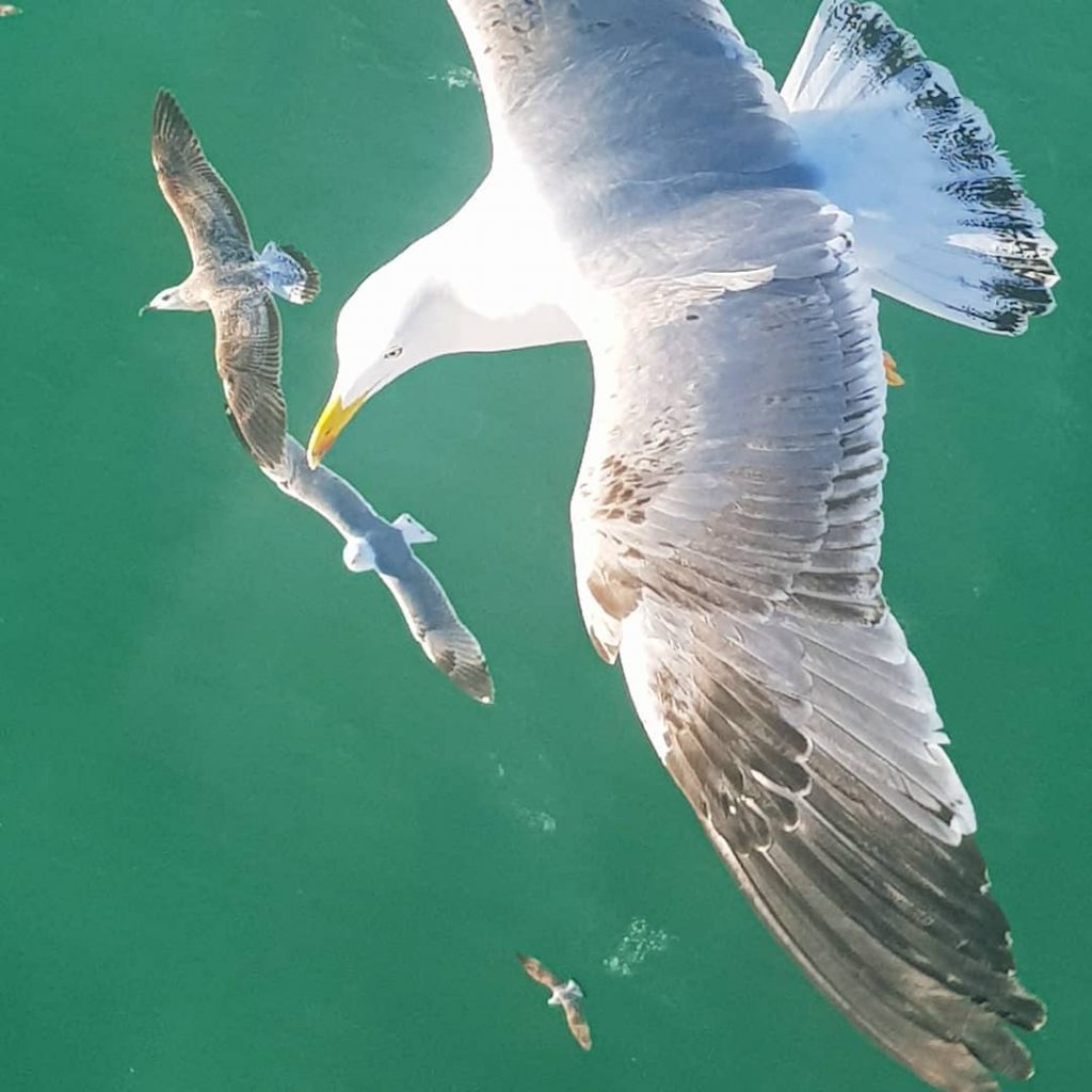 On my way to Palermo #urlaub #holiday #sun #sunny #city #happy #travel #reisen #genua&hellip;