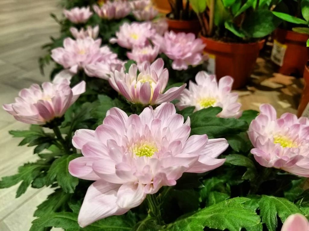 #khmer #flowers #nice #photography #bnesimppl #cambodia #morning #happy #color #cute #nicepic #new #tree #pink&hellip;