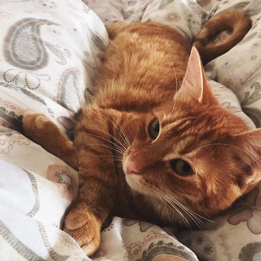 Рыжая утренняя нежнятина????