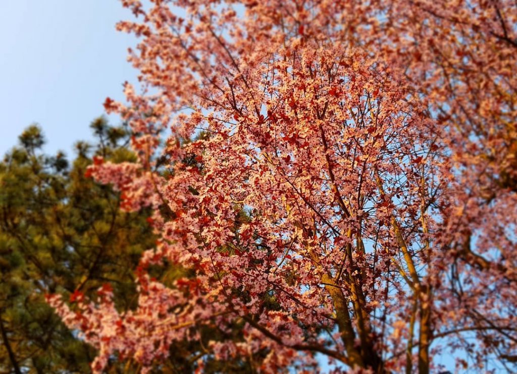 Beautifull spring tree #germany #kronberg #krombergimtaunus #travelphotography #traveling #travelgram #travel #trip #voyage #photography #nature…