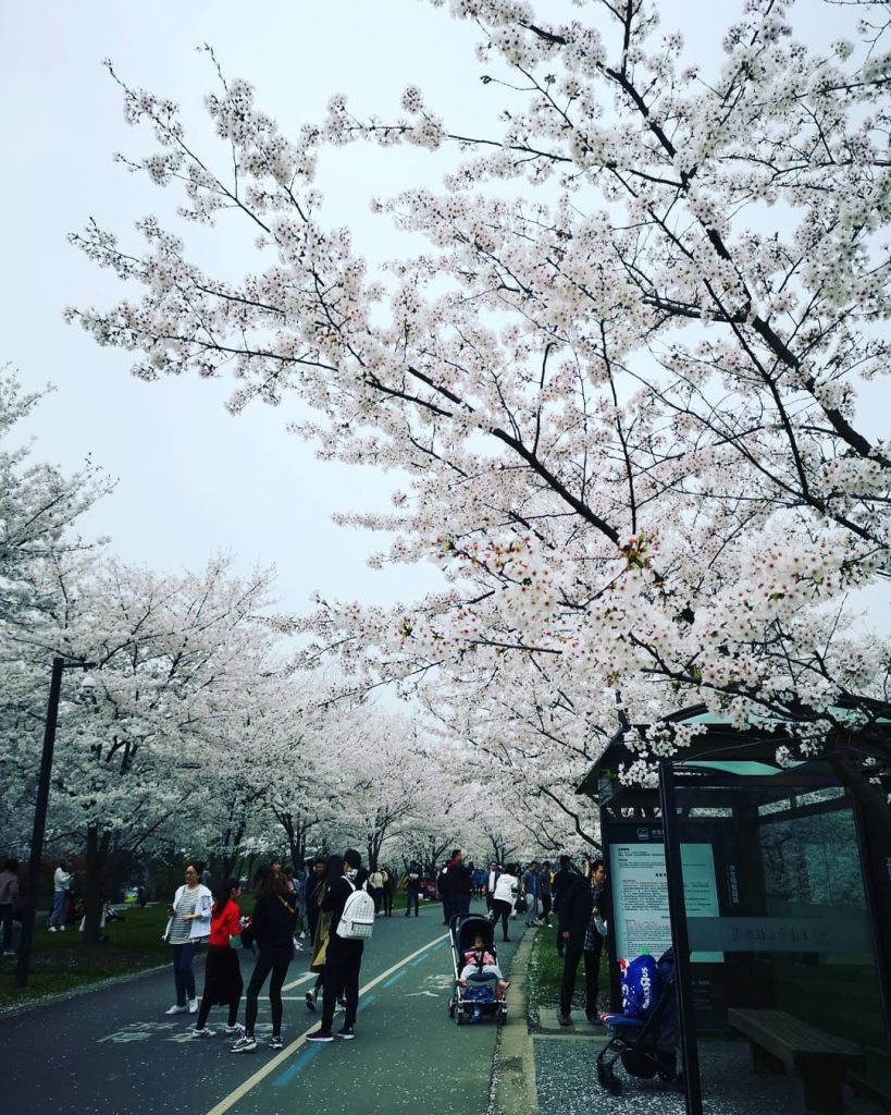 Sakura fevers ???? . . . #travels #traveldiary #igtravels #journey #instatravel #instalike #instasg #visualfinder&hellip;