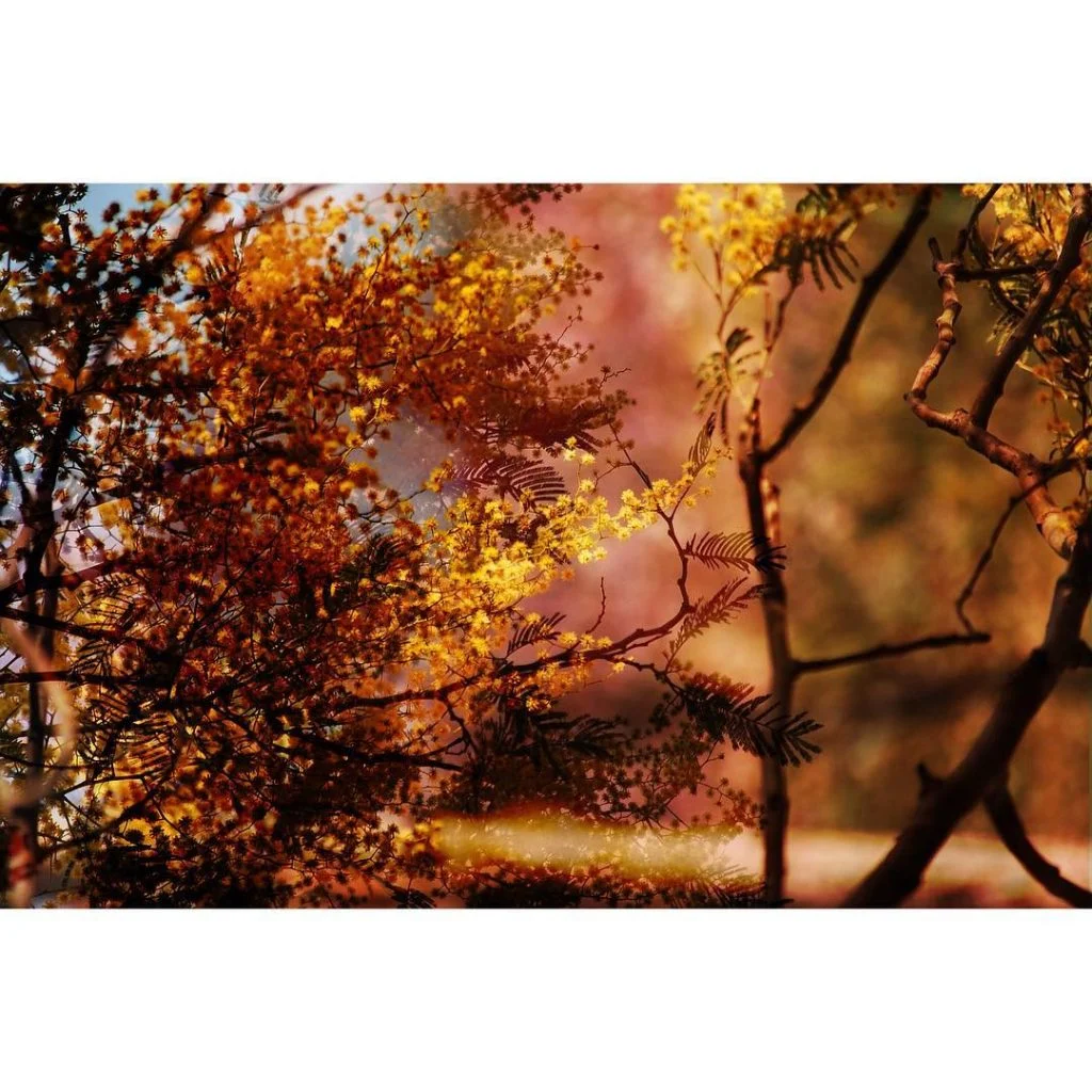 Ante mí, una pantalla de protección de belleza y calidez extremas #doubleexposure #multipleexposure #experimentalphotography&hellip;