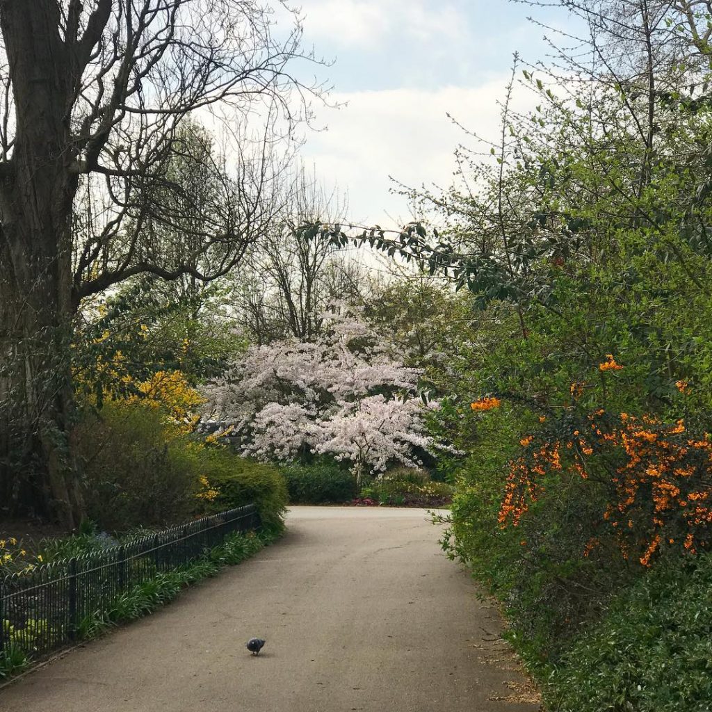 Missing London and its cherry blossoms #london #uk #londondays #familytime #takemeback #happydays #wanderlust #travel&hellip;