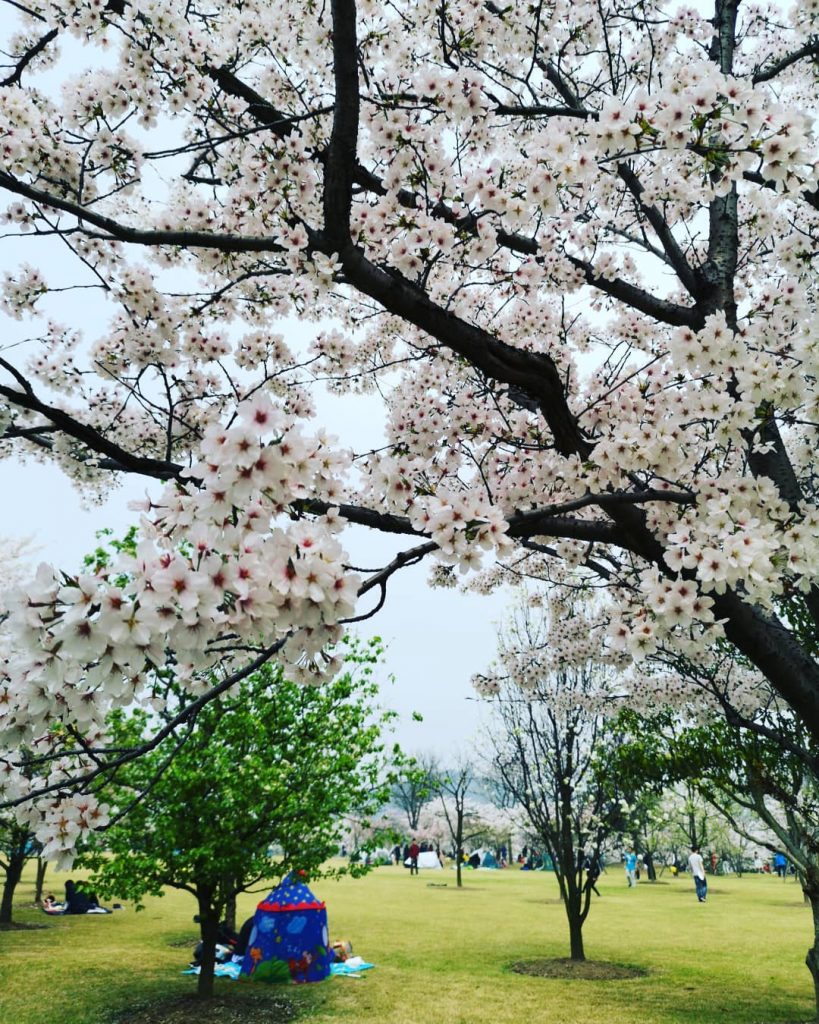 A day under the Sakura tree . . . #travels #traveldiary #igtravels #journey #instatravel&hellip;