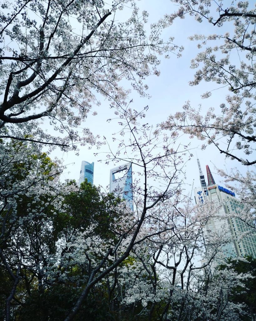 Cherry blossom at Shanghai . . . #travels #traveldiary #igtravels #journey #instatravel #instalike #instasg&hellip;