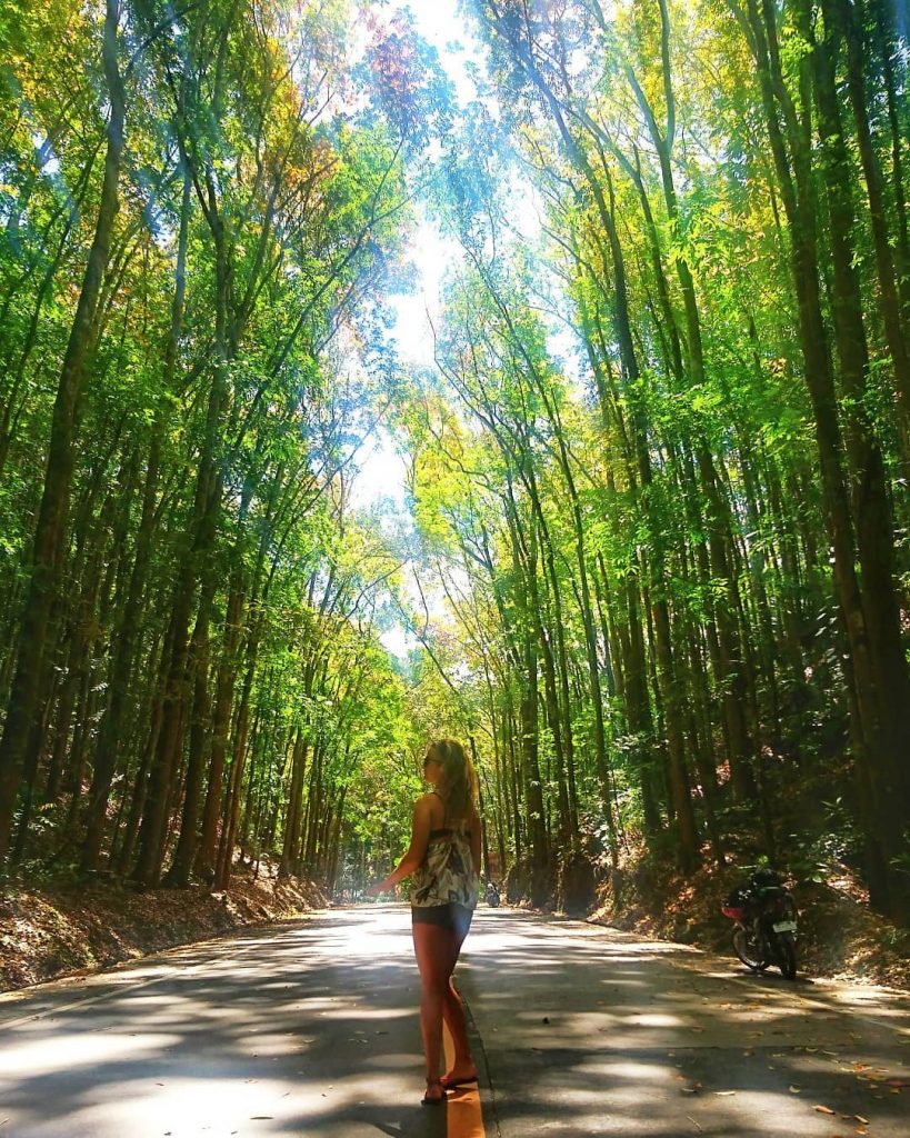 The man-made mahogany forest in Bohol – a two-kilometer stretch of densely planted Mahogany&hellip;