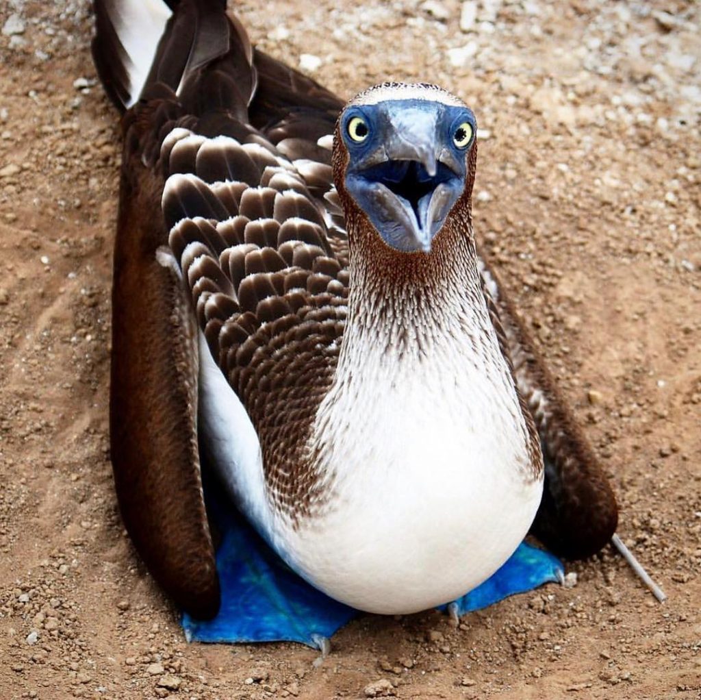 Остров Исла де ла Плата в Эквадоре в переводе звучит как «серебряный остров» и&hellip;