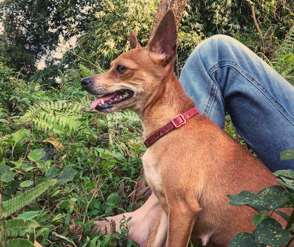 Climbing up the mountain with my babe!!! #traveling #dog #pet #igpets #igdogs #mountains #bnesimppl&hellip;
