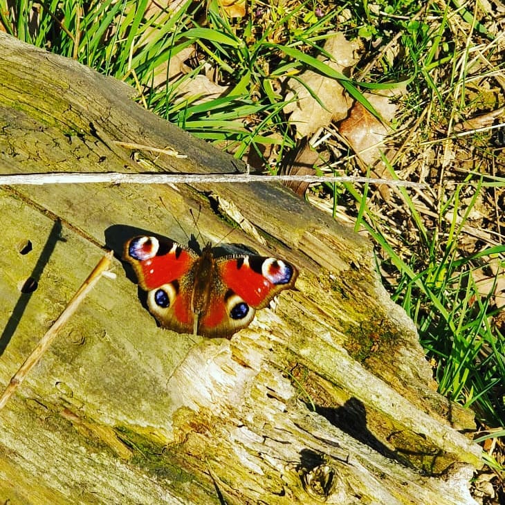Cute butterfly #butterfly #insect #insects #germany #kronberg #krombergimtaunus #travelphotography #traveling #travelgram #travel #trip #voyage&hellip;