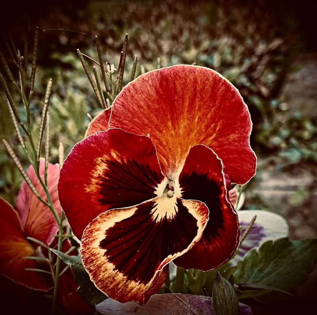 #fotartplgz #bnesimppl #traveldestinations_ig Edited with: @carbonblackandwhite _ #flowers #flower #petal #petals #nature #beautiful #love&hellip;