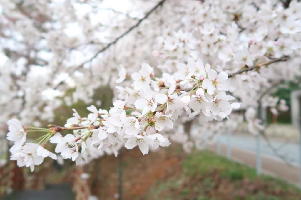 Had to post a cherry blossom picture before they all fell off . .&hellip;