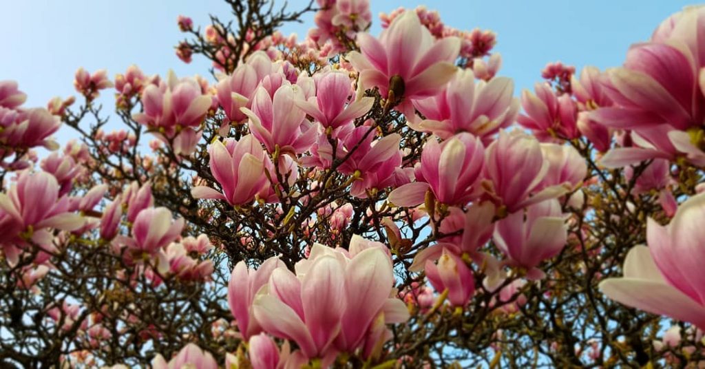 Spring is coming #germany #kronberg #krombergimtaunus #travelphotography #traveling #travelgram #travel #trip #voyage #photography #nature…