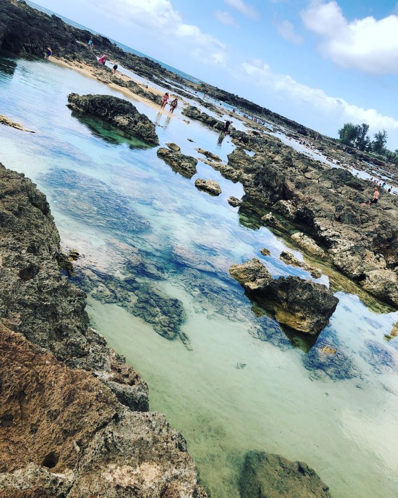 Sharks cove is lit today!