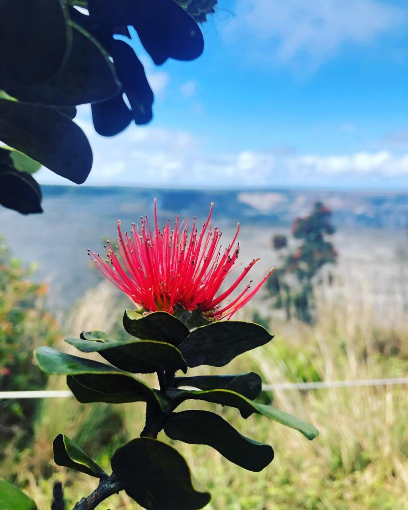 It’s amazing how life can grow so close to an active volcano. Just months…