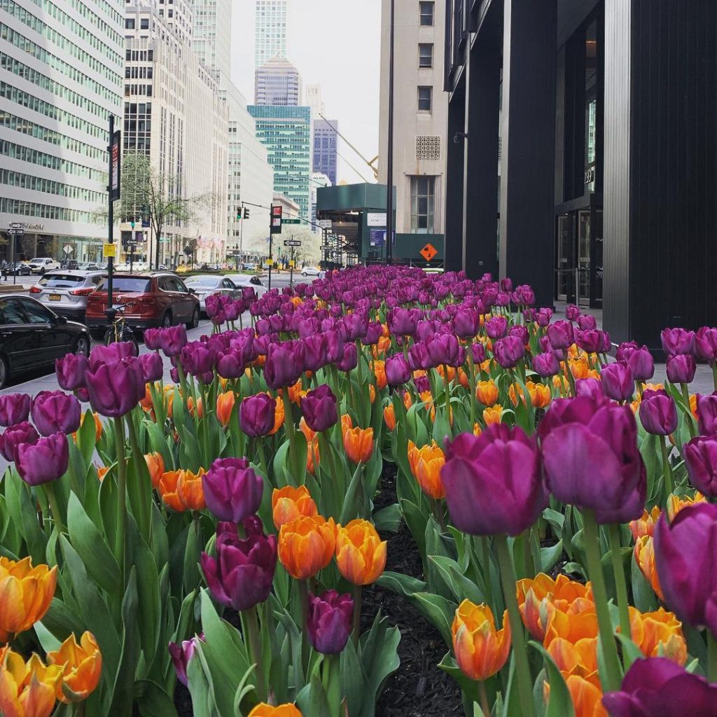 Undoubtedly, my most favorite avenue in spring of the New York city. Not sure&hellip;