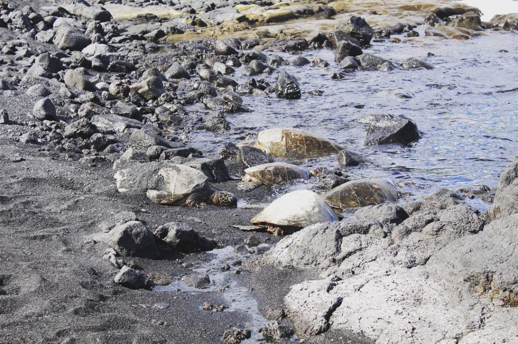 All of my turtle friends are out here enjoying the black sand beaches on&hellip;