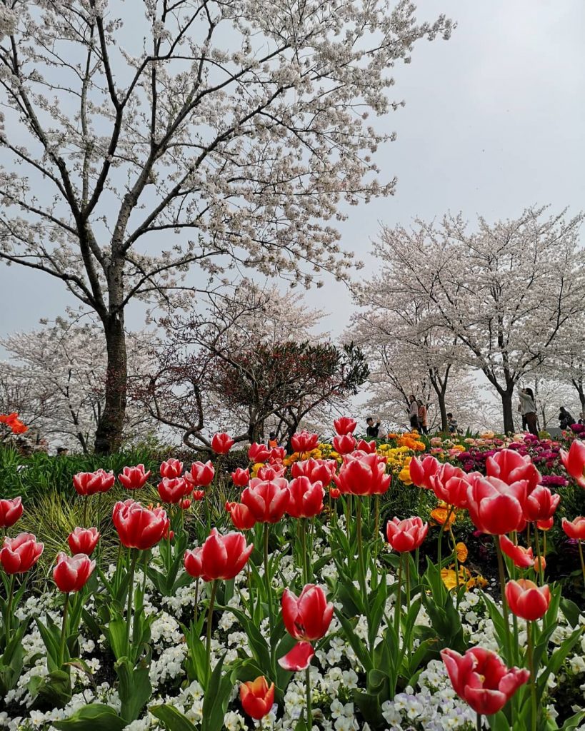 Tulips and Cherry blossom at Shanghai . . . #travels #traveldiary #igtravels #journey #instatravel&hellip;