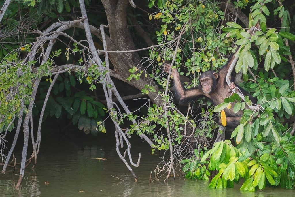 I’ve made this capture while sailing along the Gambia river, near Baboon Island National&hellip;