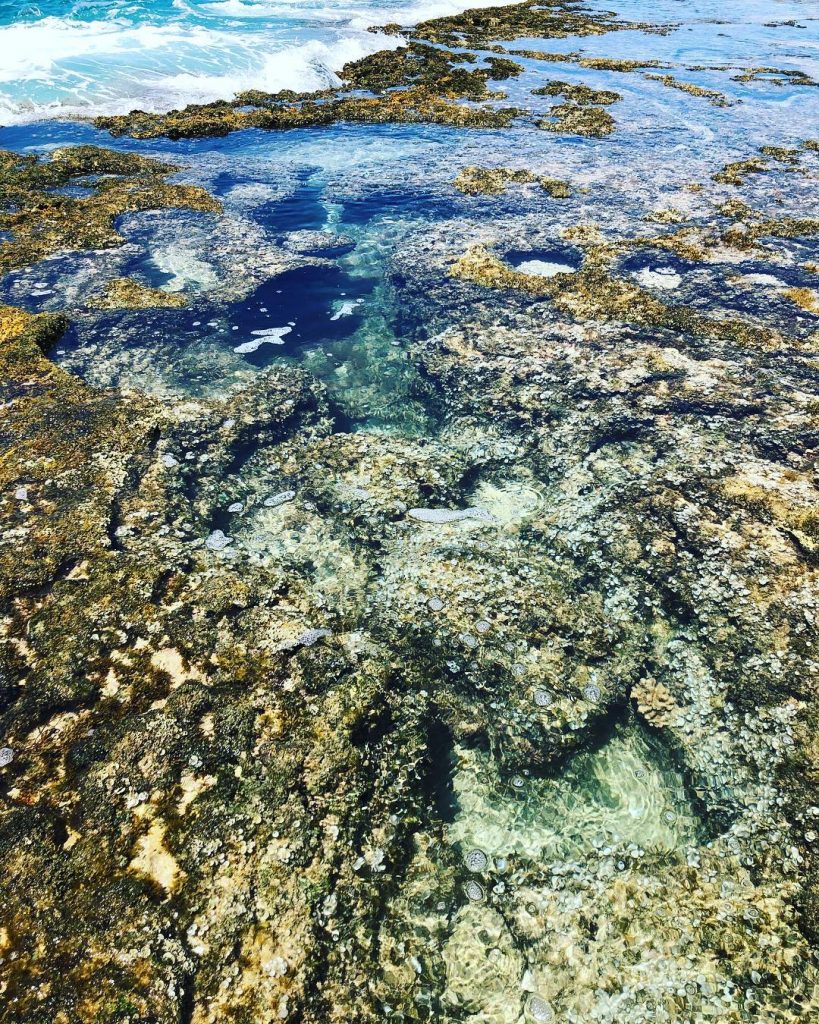 Not everything thinks of CO2 as a poison. Coral, for instance considers it a…