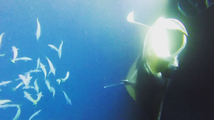 While on the big island of Hawaii, my friends and I got to experience&hellip;