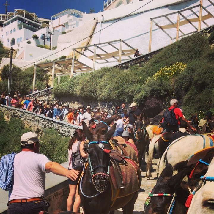 Can you believe it!? I was caught in between of this human and donkey&hellip;