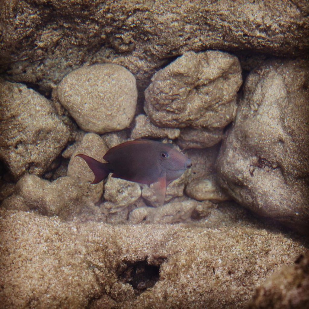 This little guy was such a little show-off. He wasn’t scared of the camera&hellip;