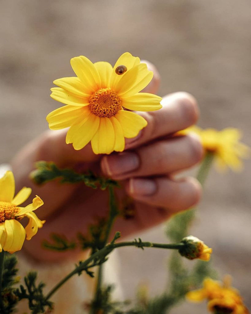 . . . . #israelblogger #flowerstagram #instapic #haifa #travelblogger #israel #lifestyle #mywonderfullife #lovemoodtravel&hellip;