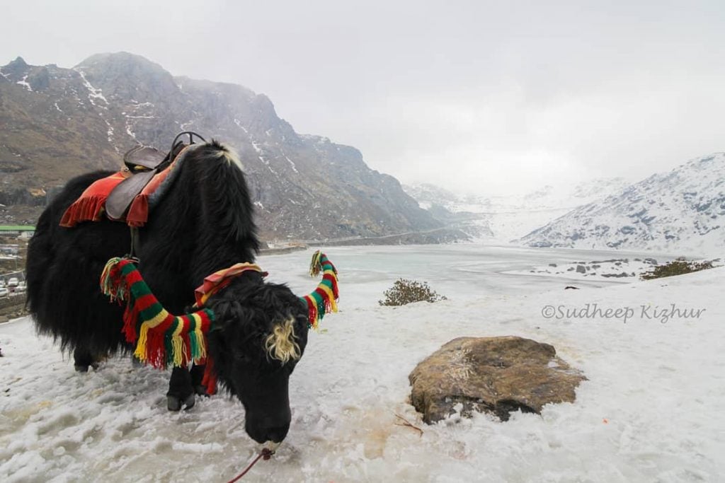 “Tsomgo – The lake has many stories to tell” . . The frozen lake…