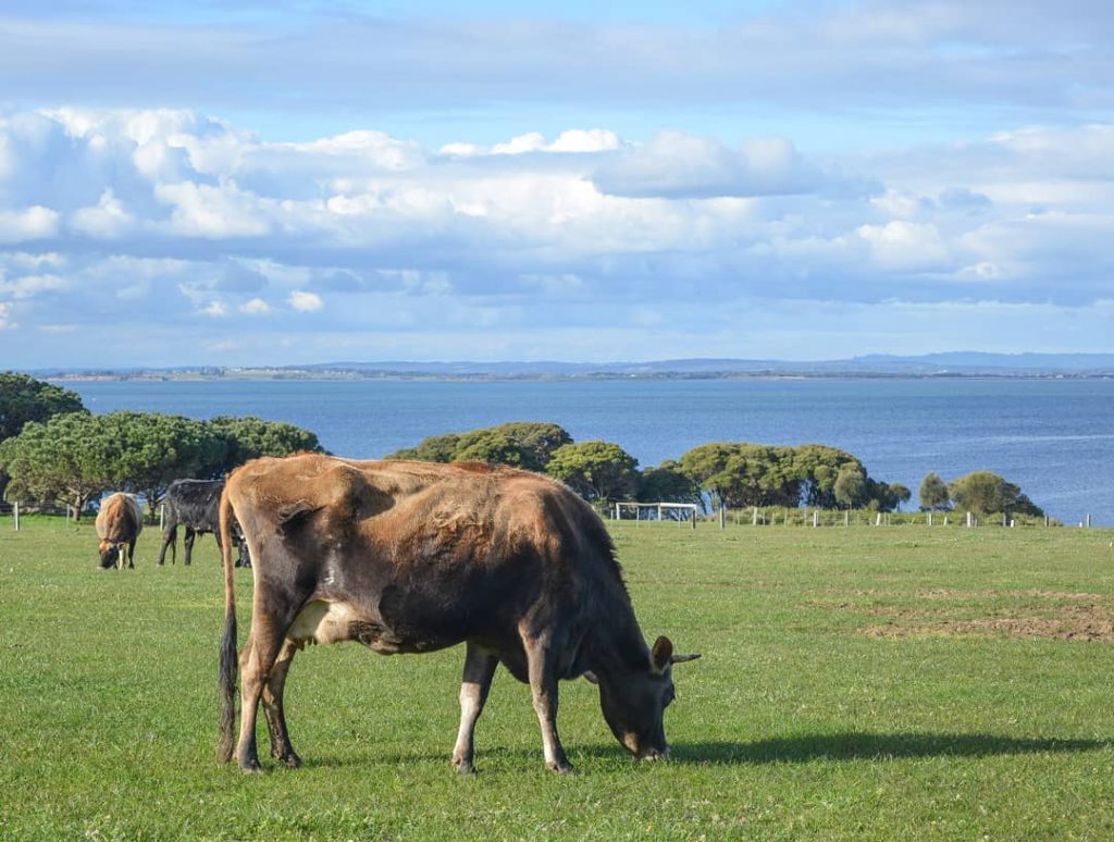 An historic working farm that boasts significant natural and cultural values with world-class wetlands,&hellip;
