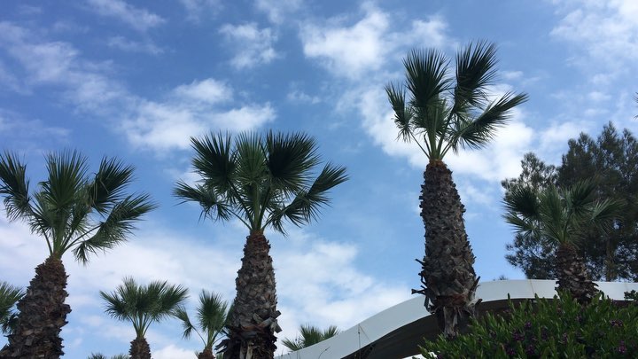 #island #mediterranean #travel #holiday #sunset #cyprus2019 #ayianapa2019 #palms #instagood #goodlife #summer # #traveling #nissibeach&hellip;