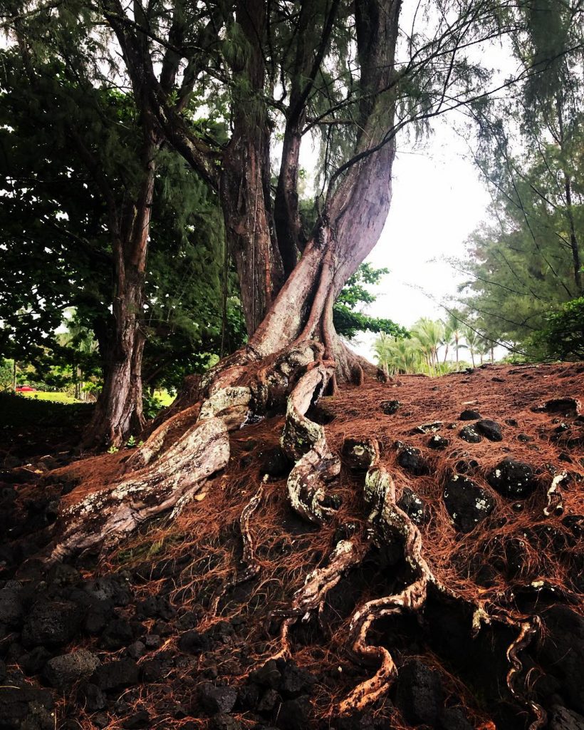 “You know me, I think there ought to be a big old tree right&hellip;