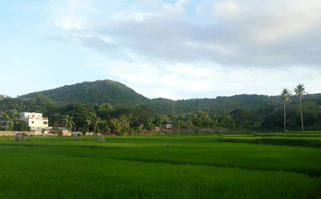 This relaxing view of rice fields everytime I travel . . . . .&hellip;