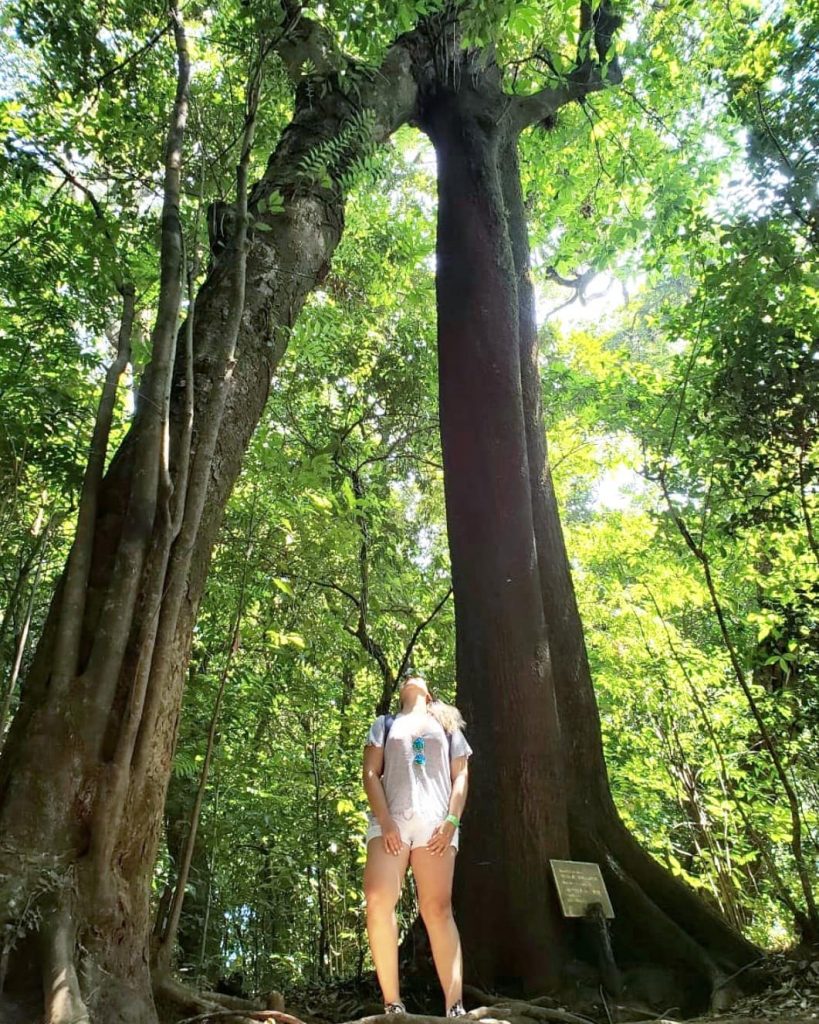 Paisajes que se convertirán en postales para tu corazón . Encontré el árbol del&hellip;