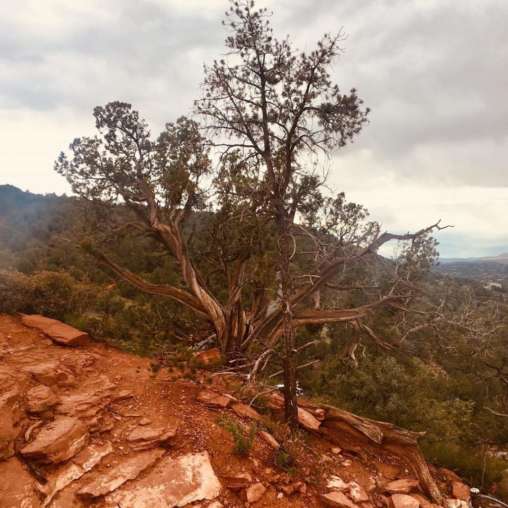 The Juniper well known in Sedona because their roots are twisted due to the…