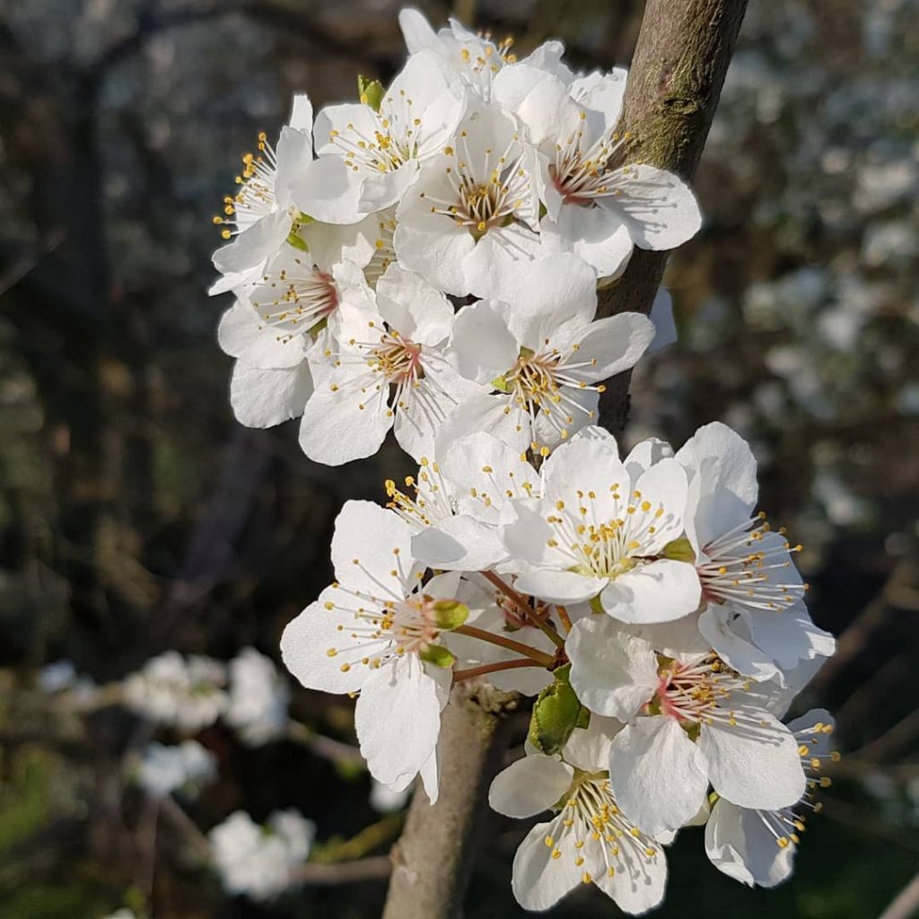 Flowerpower #germany #kronberg #krombergimtaunus #travelphotography #traveling #travelgram #travel #trip #voyage #photography #nature #flower #flowers&hellip;