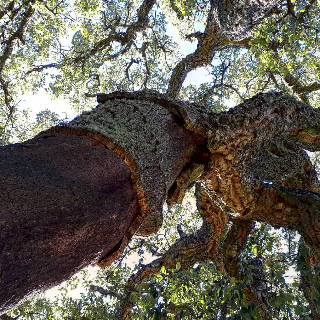 This is a cork oak. The bark can be harvested again and again over&hellip;