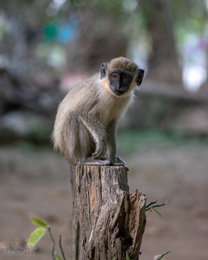 After spending a night sleeping at Jang Jang Burreh camp, the monkey’s that were…