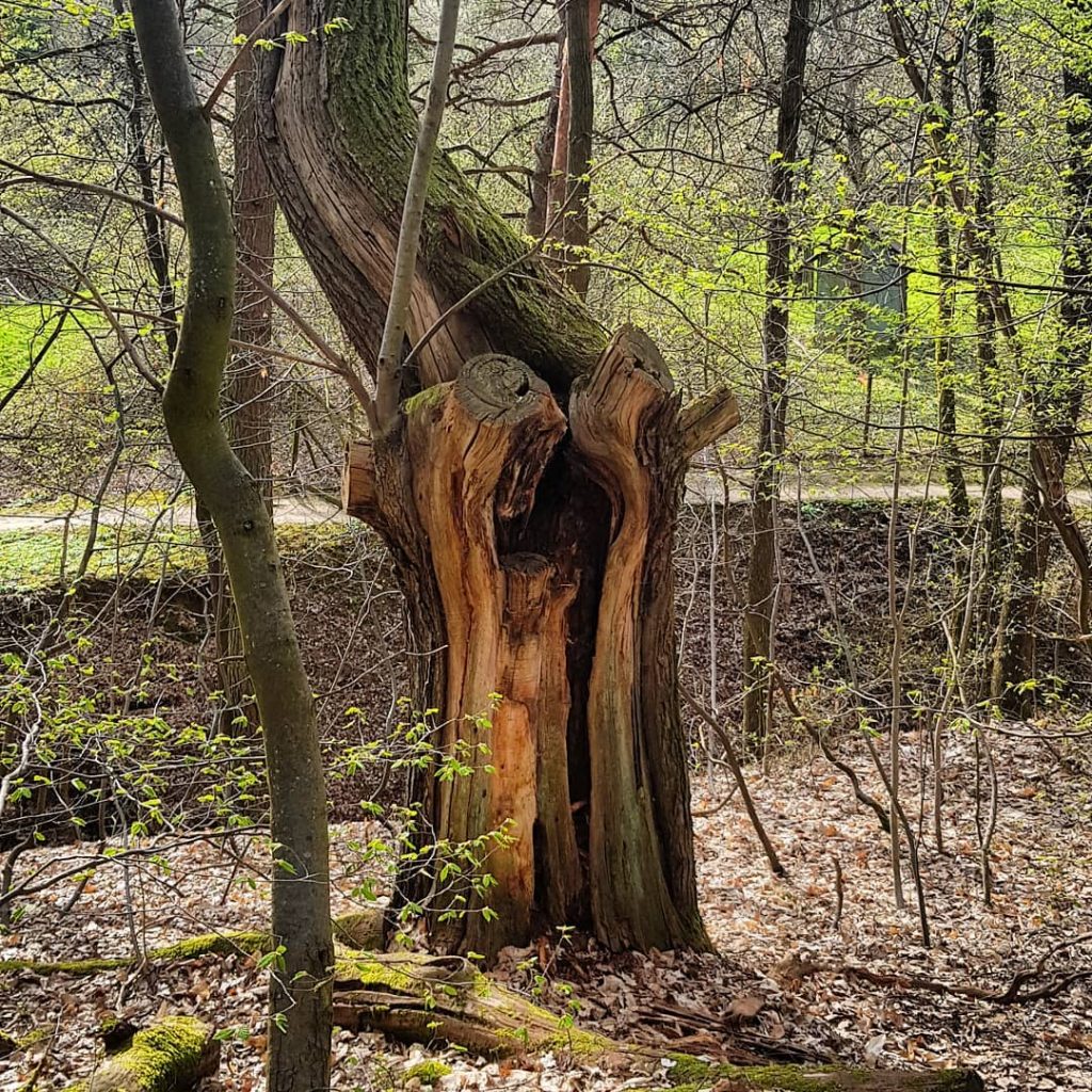 Spooky tree is going to eat you #tree #spooky #germany #kronberg #krombergimtaunus #travelphotography #traveling…