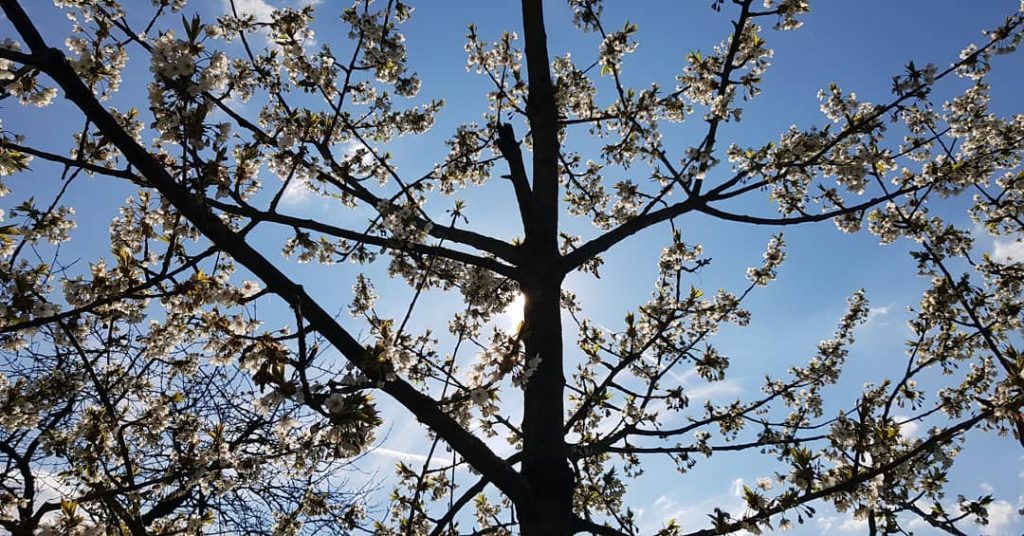 Shadow spring tree #germany #kronberg #krombergimtaunus #travelphotography #traveling #travelgram #travel #trip #voyage #photography #nature…