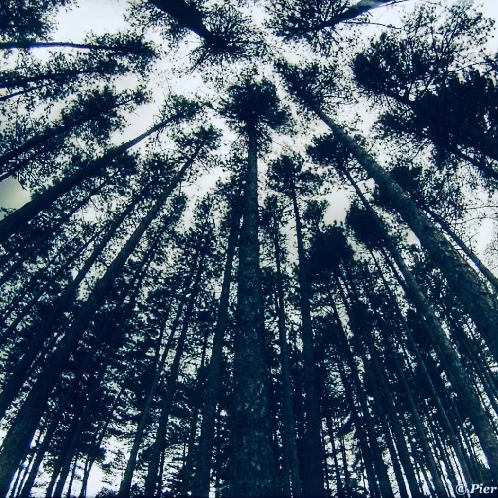 #fotartplgz #bnesimppl #traveldestinations_ig Edited with: @carbonblackandwhite _ #landscape #amazing #view #trip #tree #sky #mountains&hellip;