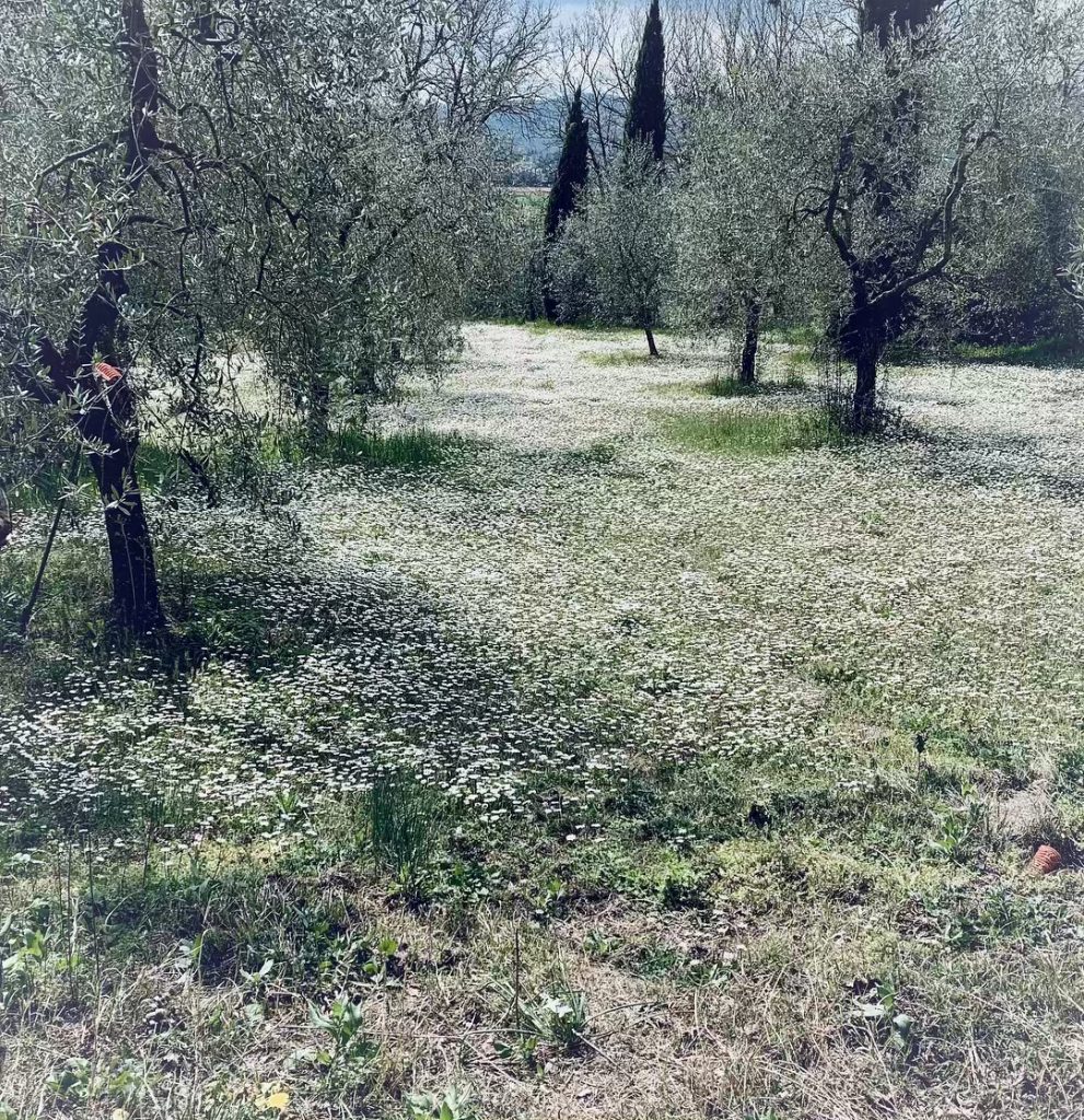 #fotartplgz #bnesimppl #traveldestinations_ig Edited with: @carbonblackandwhite _ #landscape #amazing #view #trip #tree #sky #mountains&hellip;