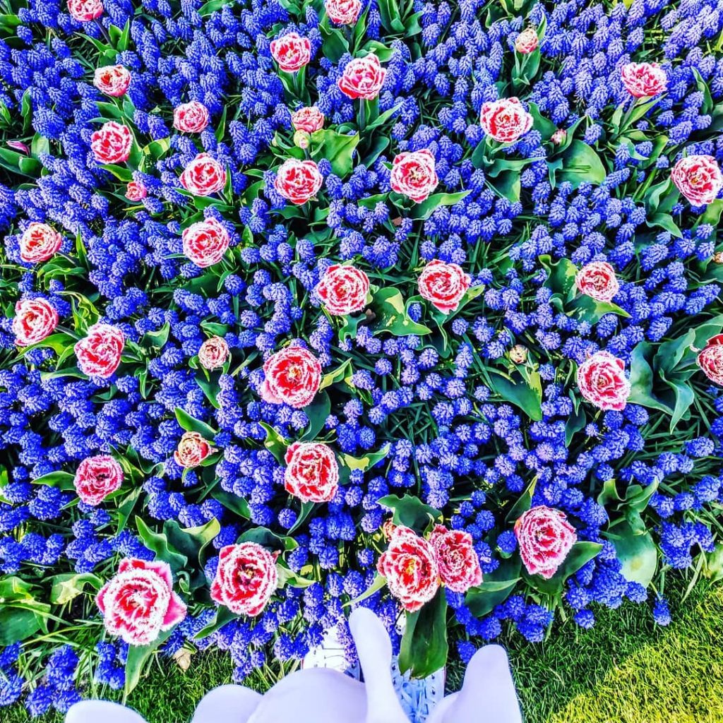 Lavander #holland #spring . . . . . . . . #wander #wanderlust #globetrotter&hellip;