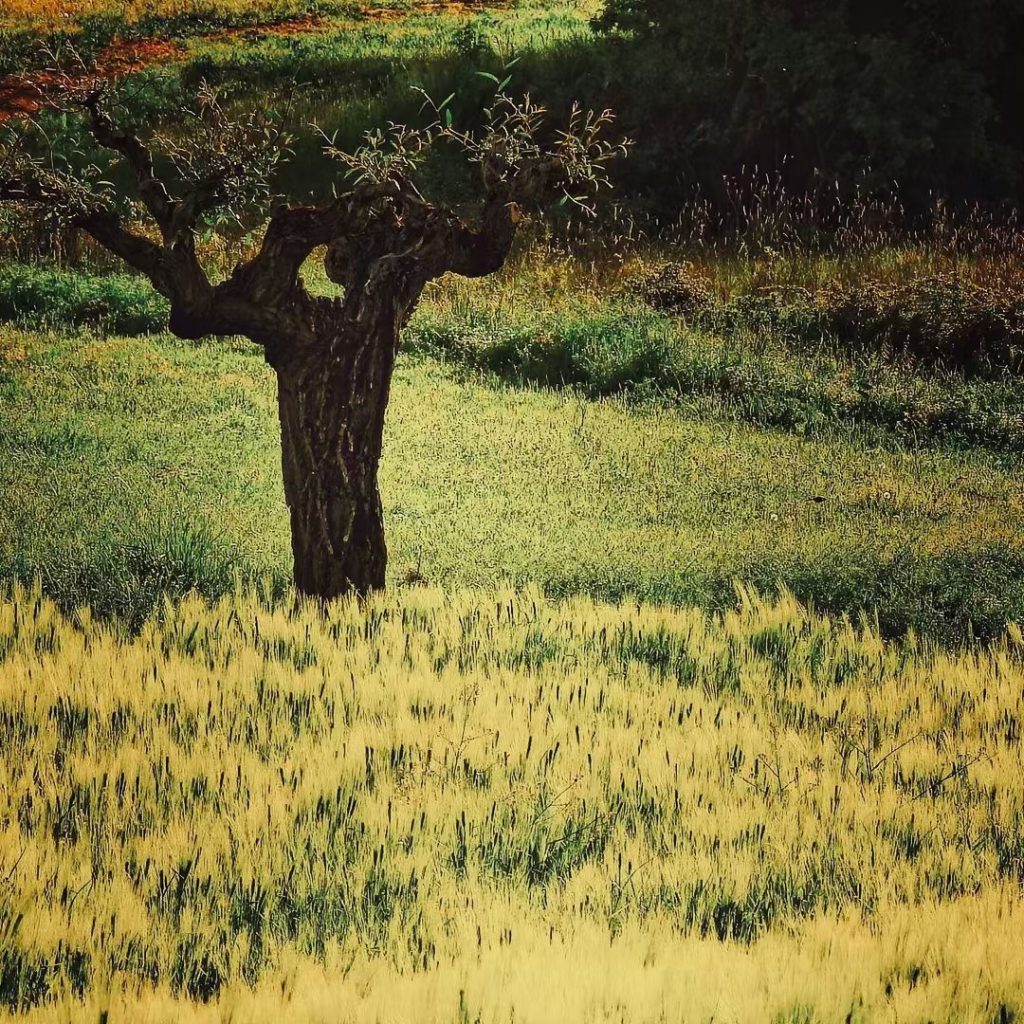 #fotartplgz #bnesimppl #traveldestinations_ig Edited with: @carbonblackandwhite _ #landscape #amazing #view #trip #tree #sky #mountains&hellip;