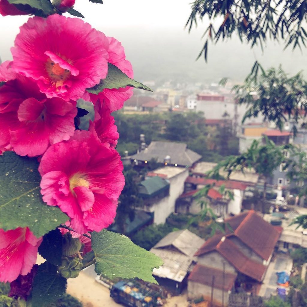 Nice photos from this early morning! Arrived at Sapa at 5am! #sapa #vietnam #flowers&hellip;