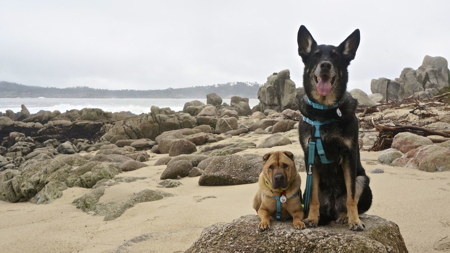 Top pets. Собаки в Калифорнии. Яффо пляж собаки. Рублёвский пляж догфрендли. Rome's Dog.
